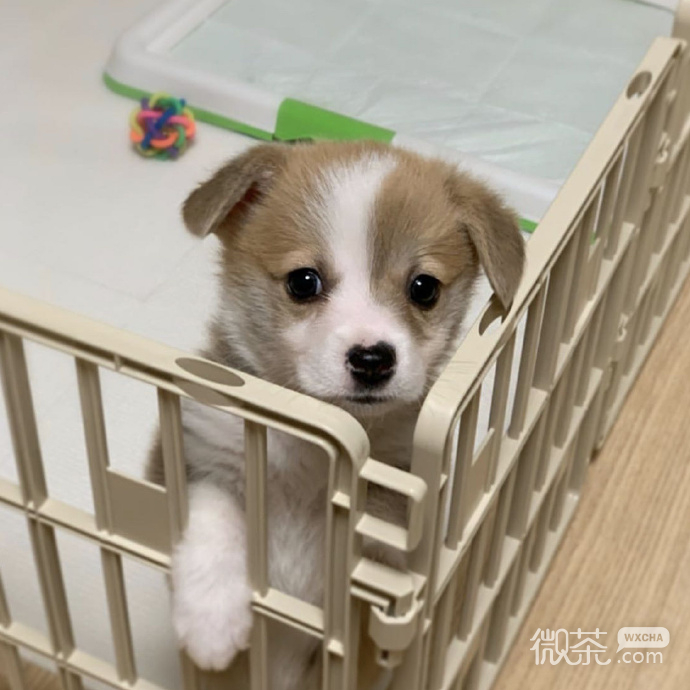 非常可爱的呆萌猫咪微信头像
