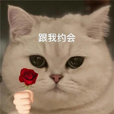 猫猫送花超萌超可爱表情包
