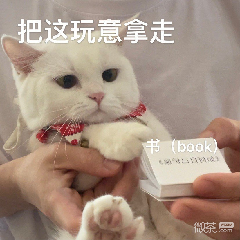 猫猫在线看《如何自己铲屎》可爱微信表情包