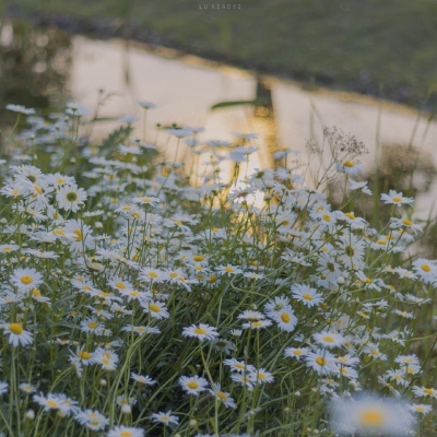 ins文艺小清新的风景微信头像