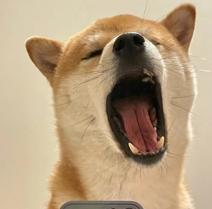 沙雕狗狗自拍微信头像