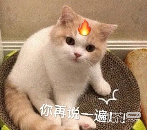 今日萌宠可爱微信表情包