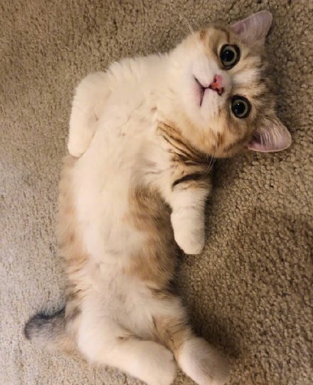 可爱的矮脚小猫微信头像