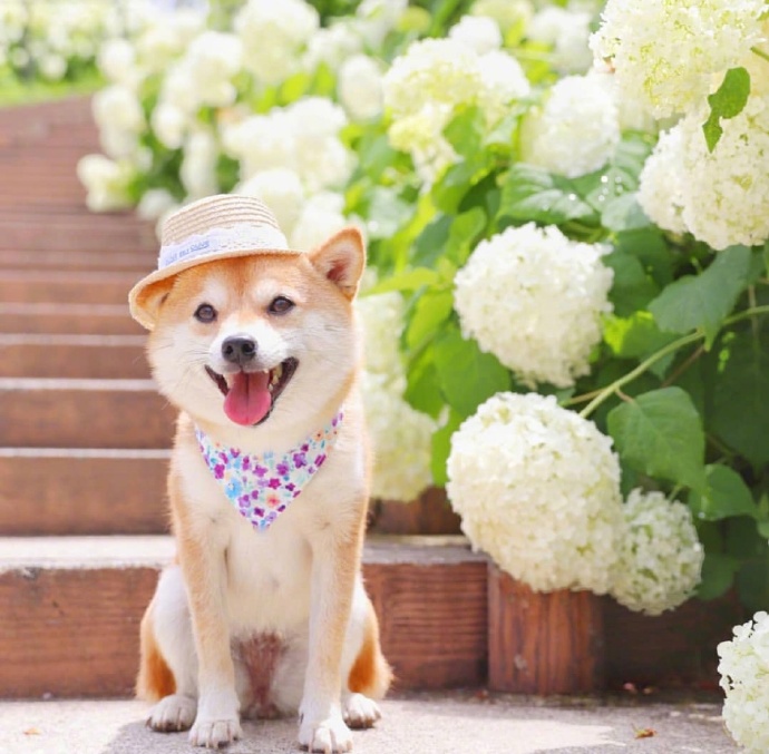 爱笑的可爱狗子微信头像