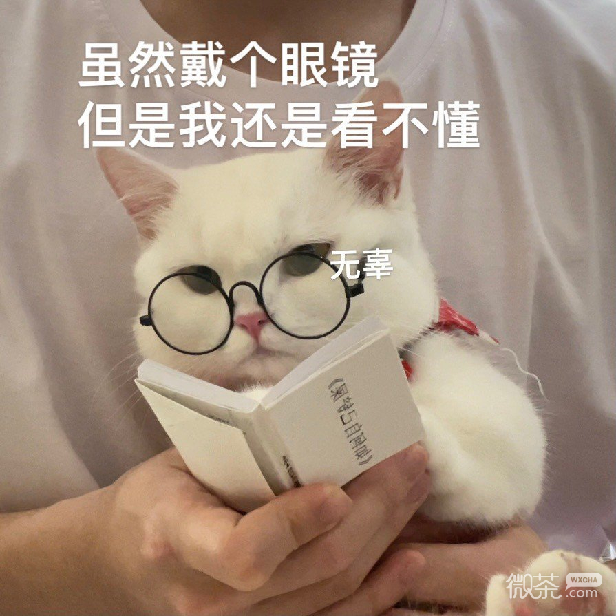 猫猫在线看《如何自己铲屎》可爱微信表情包