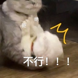 奶盖和九爷猫咪禁止发动色色卡微信表情包