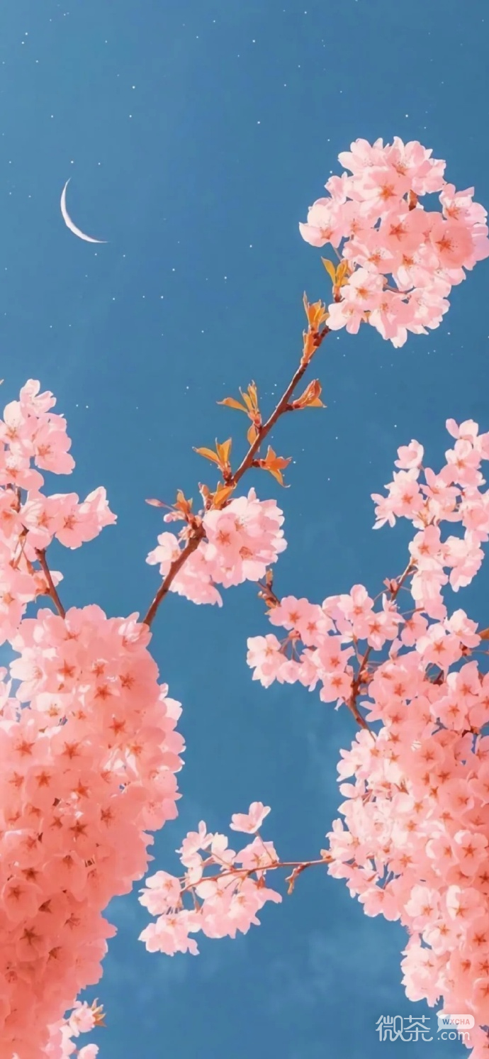 好看的手机壁纸微信聊天背景图