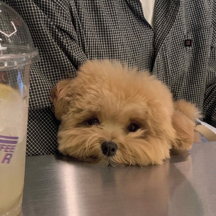 最可爱狗狗微信头像