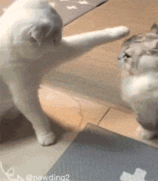可爱猫猫萌萌的动态微信表情包