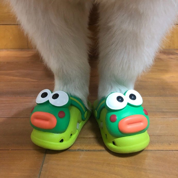 可爱狗狗穿鞋鞋微信头像