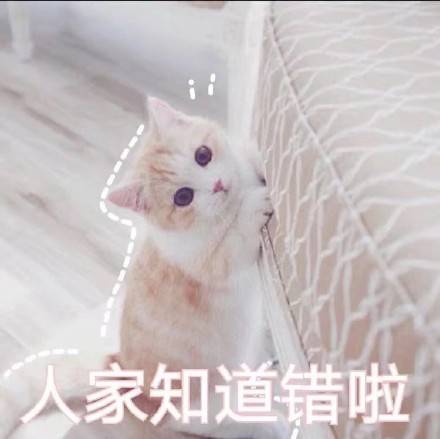 可爱的猫咪卖萌表情包