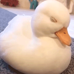 日常必备的搞怪动态表情