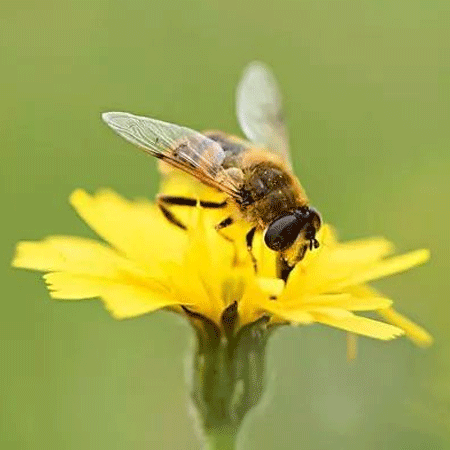 迎春花高清好看微信图片素材