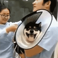 今日份萌宠可爱动态微信表情包