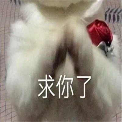 经典好笑的微信表情包