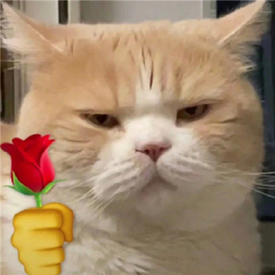 猫猫送花超萌超可爱表情包