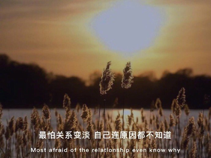情感唯美的微信聊天背景图