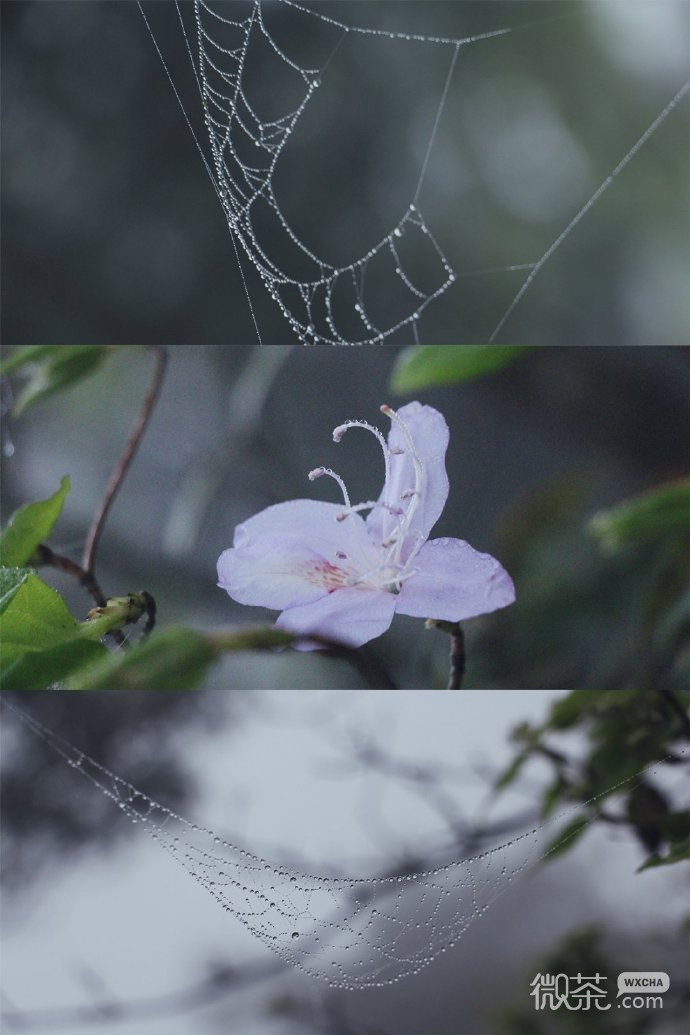 三屏的迷雾山林自然风光微信聊天背景图