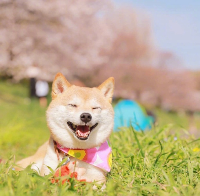 爱笑的可爱狗子微信头像