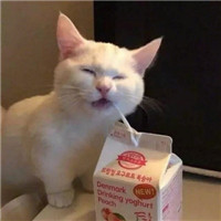 可爱萌萌哒喵星人猫咪情侣头像