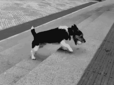 可爱动态小傻狗微信表情包