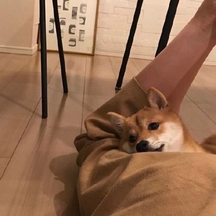 小可爱柴犬微信头像