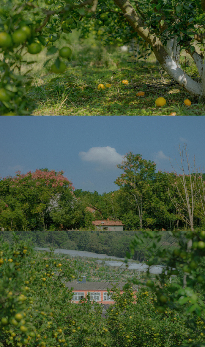 春的三屏清新聊天背景图