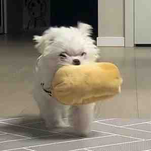 狗狗叼着东西可爱微信头像