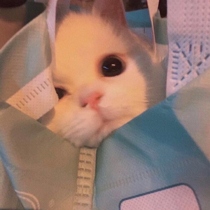 萌萌猫咪微信头像