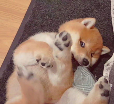 可爱的憨小柴微信头像