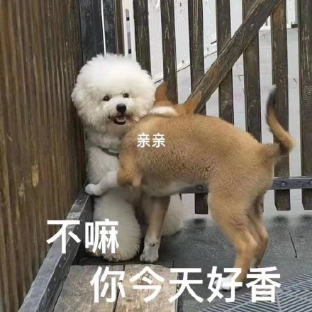 想要色色的猫咪和狗狗微信表情包