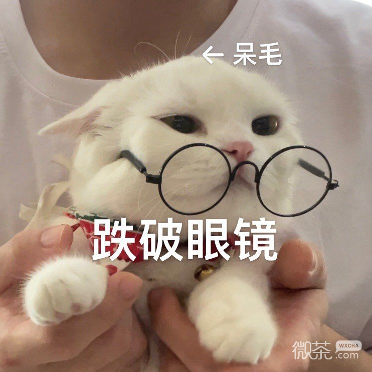猫猫在线看《如何自己铲屎》可爱微信表情包