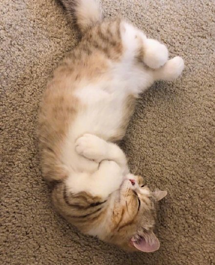 可爱的矮脚小猫微信头像