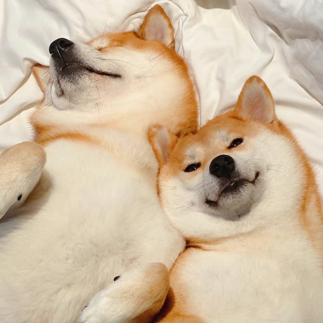 狗狗睡觉情侣微信头像