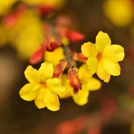迎春花高清好看微信图片素材