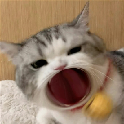 有趣搞怪的大嘴猫表情包