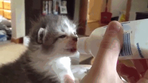 小奶猫喝奶萌态动态微信表情包