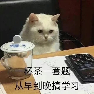 小猫咪超级可爱卖萌表情包