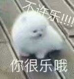 超乐的小白狗微信表情包