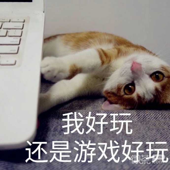 最可爱小宠物猫咪微信表情包 ​​​​