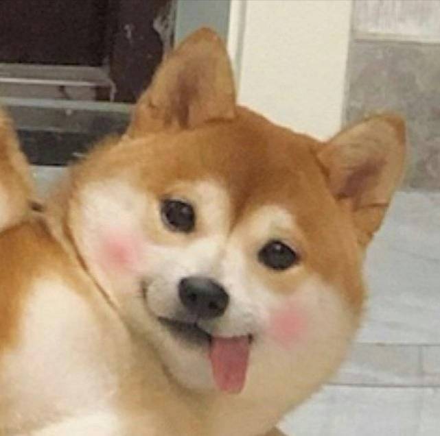 挺沙雕也挺可爱滴趣味微信头像