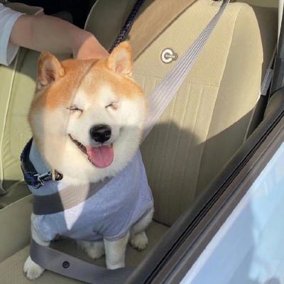 超级可爱的动物狗狗头像