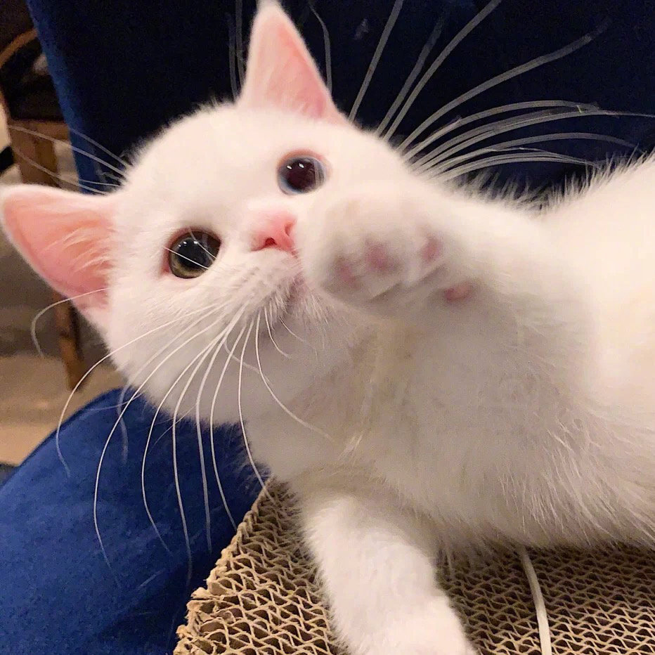 萌化人心的可爱猫猫微信头像