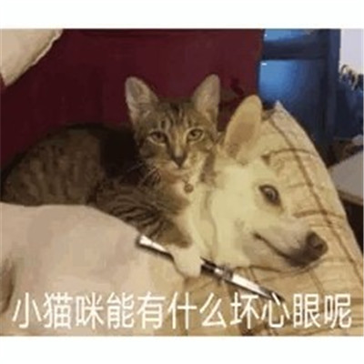 小猫咪能有什么坏心眼微信表情包