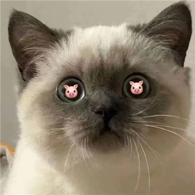 最新版的热门表情包