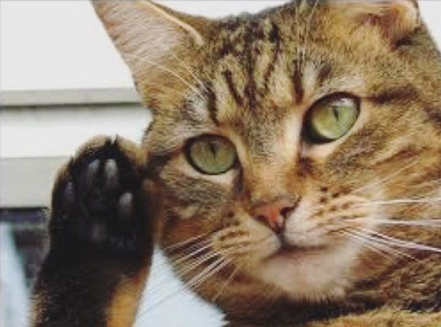 猫咪敬礼可爱微信表情包