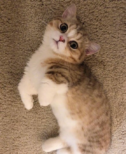 可爱的矮脚小猫微信头像