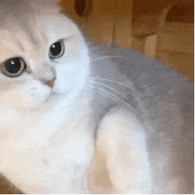 今日份萌宠可爱动态微信表情包