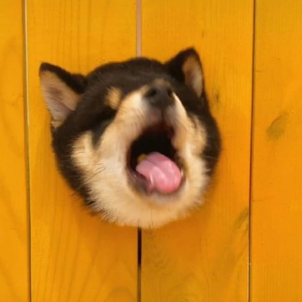 洞洞狗可爱微信头像