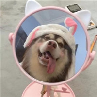 呆萌萌萌哒沙雕宠物情侣头像